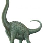 Pcab224_pelorosaurus_62be