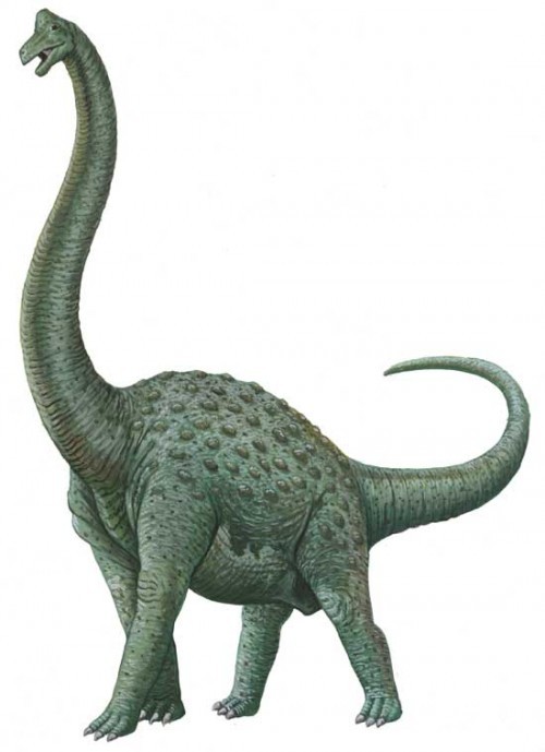Pelorosaurus
