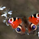 Peacock_butterfly_(Aglais_io)_2