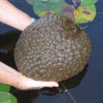 Pectinatella_magnifica_8568