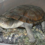 Pelomedusa_subrufa_italia
