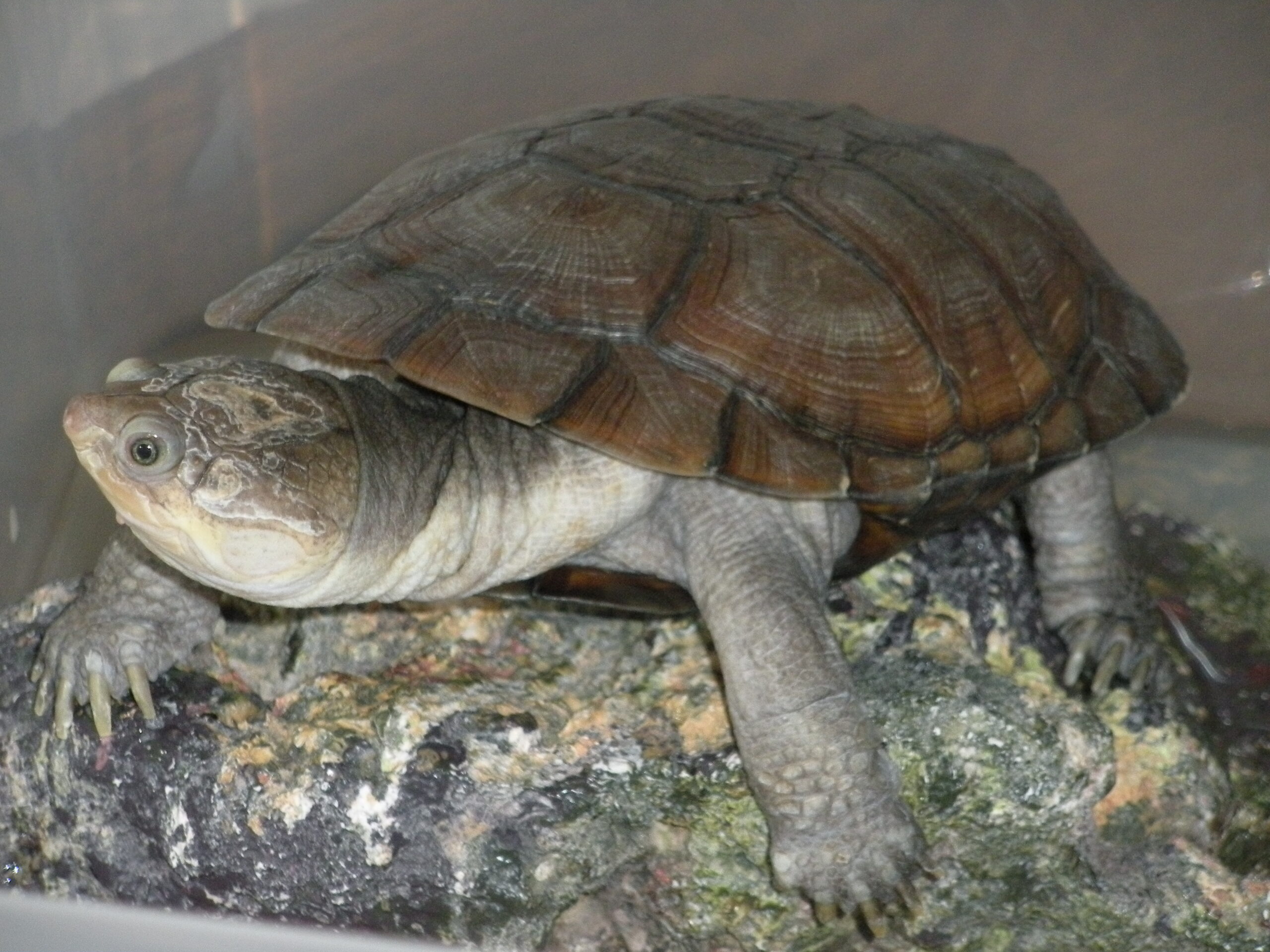 Tereka africká