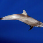 Peponocephala_electra_Mayotte