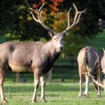 Pere_David_Deer_-_Woburn_Deer_Park_(5115883164)