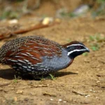 Pg-mad-comp-madagascar-partridge-by-james-wakelin