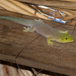 Phelsuma-standingi-7