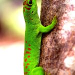 Phelsuma_lézard