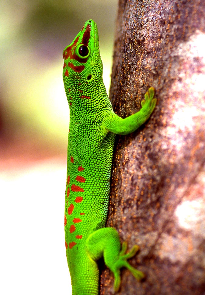 Felsuma madagaskarská
