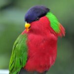Phigys_solitarius_-San_Diego_Zoo_-9