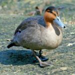 Philippine_Duck_(Anas_luzonica)_RWD2