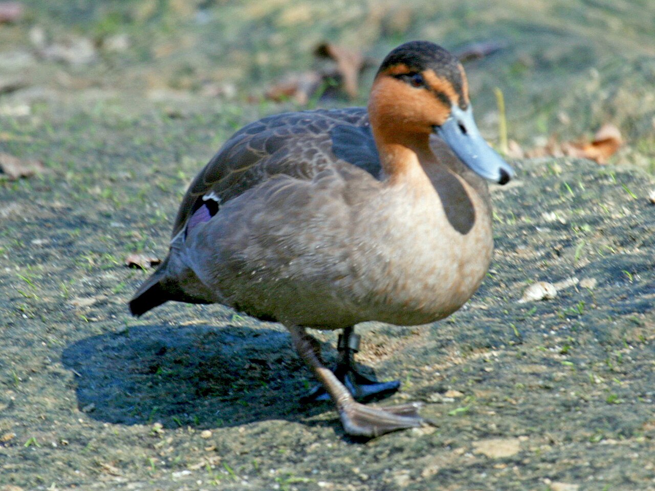 Kachna filipínská