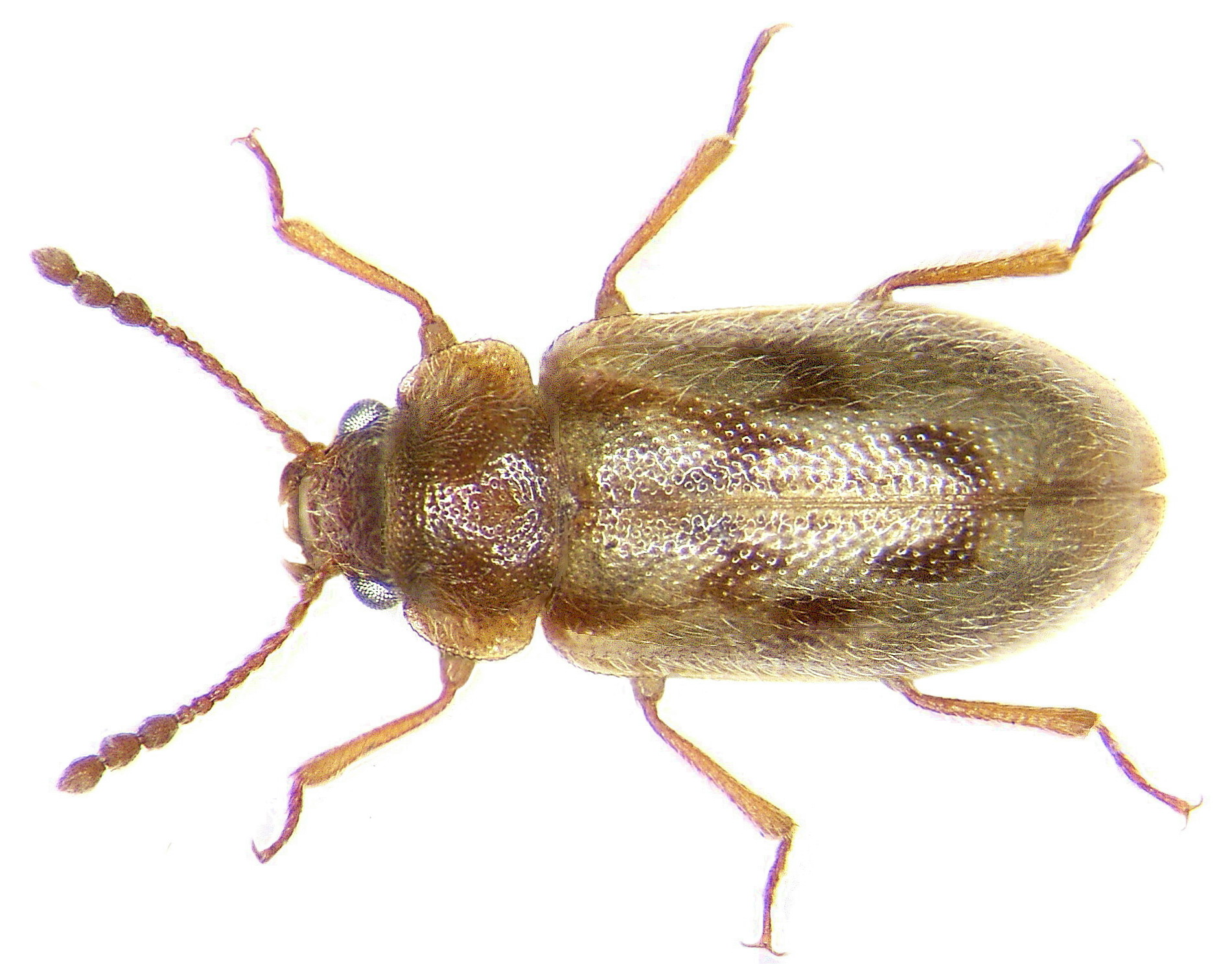 Phloiophilus edwardsi