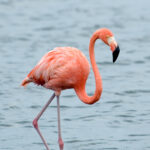Phoenicopterus_ruber_Bonaire_1