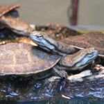 Phrynops_geoffroanus_BS_432