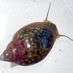 Physa_acuta_001