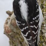 Picoides-villosus-001