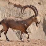 PikiWiki_Israel_38769_Male_Ibex