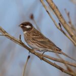 Pine_Bunting_(Emberiza_leucocephalos)_-_Цагааншанаат_хөмрөг_(15617685422)