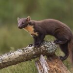 Pine_Marten_(48173751702)