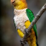 Amazónek bělobřichý Pionites_leucogaster_-_White-bellied_Parrot;_Rio_Branco,_Acre,_Brazil
