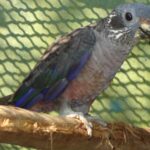 Pionus_fuscus-0