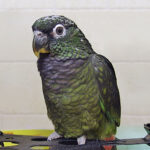 Pionus_maximiliani_-pet-8a