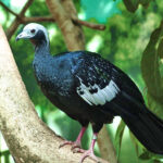 Pipile_cumanensis_(Denver_Zoo)2