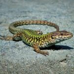 Podarcis_muralis_near_Entella_river_006