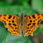 Polygonia_c-album_qtl2
