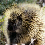 Porcupine_NPS11952