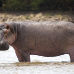 Portrait_Hippopotamus_in_the_water
