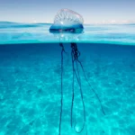 Portuguese-man-of-war-Physalia-physalis-floating-in-the-ocean-with-tentacles.jpg