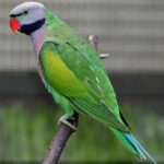 Psittacula_derbiana-20040821