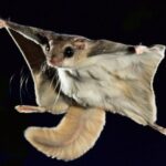 Pteromys-volans