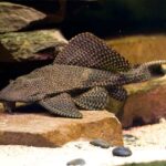 Pterygoplichthys-gibbiceps_5