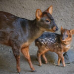 Pudu-Baby-with-Mom-JEP_7907
