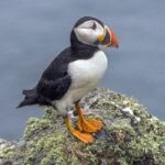 Papuchalk bělobradý Puffin_(Fratercula_arctica)