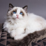 Ragdoll-modre-oci
