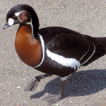 Red-breasted_goose_arp