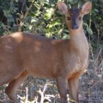 Red_Brocket_(Mazama_americana)_male_(28091090800)