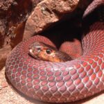 Red_Spitting_Cobra