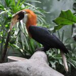 Rhyticeros_plicatus_-Lincoln_Park_Zoo-8a-3c