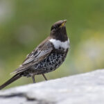 Ring_Ouzel