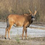 Roan_antelope_(Hippotragus_equinus_koba)