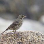 Rock-Pipit