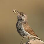 Rock_Wren