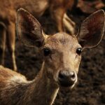 Rusa_Deer_(C._Timorensis)