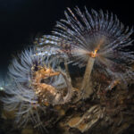 Sabella_pavonina_-_Hippocampus_hippocampus_-_Porto_Cesareo,_Italy_(DSC2314M)