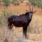 Sable_antelope_(Hippotragus_niger)_adult_male