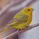 Saffron_finch_(Sicalis_flaveola)_male